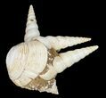 Fossil Gastropod (Haustator) Cluster - Damery, France #12309-1
